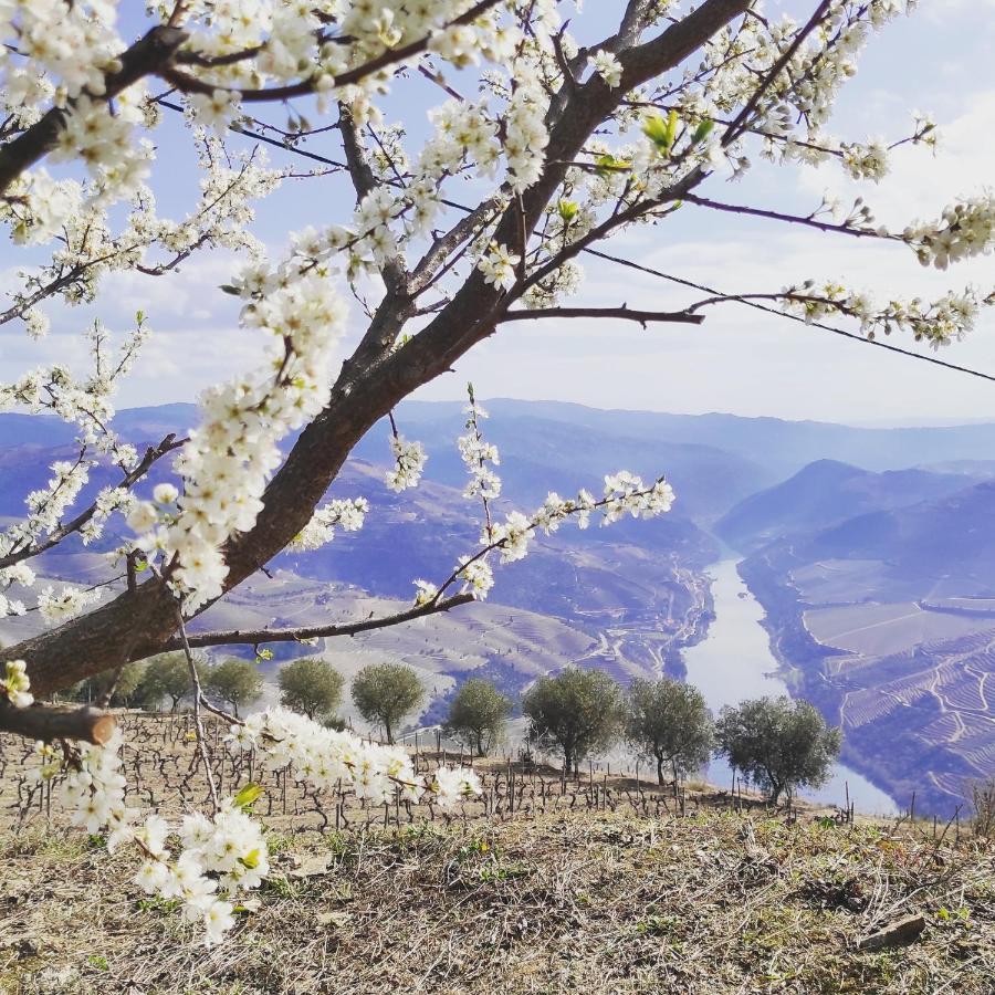 Villa D'Uvale Douro Alijo Bagian luar foto